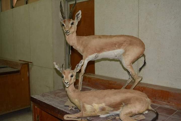 متحف علوم الحيوان بجامعة الأزهر بأسيوط 