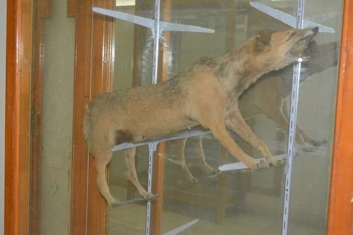 متحف علوم الحيوان بجامعة الأزهر بأسيوط 