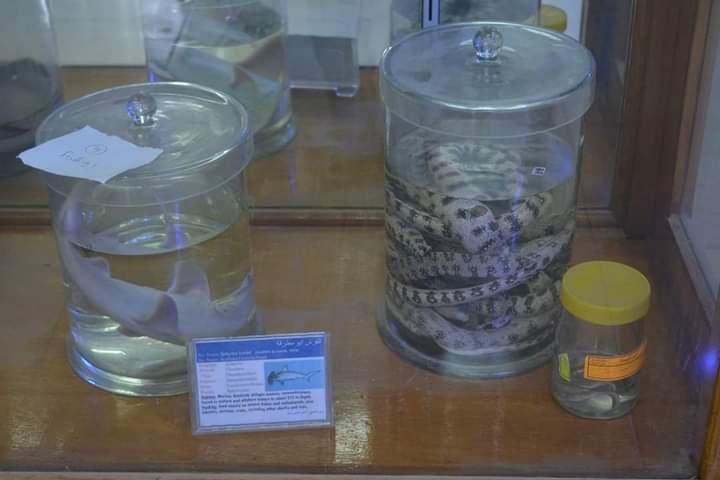 متحف علوم الحيوان بجامعة الأزهر بأسيوط 