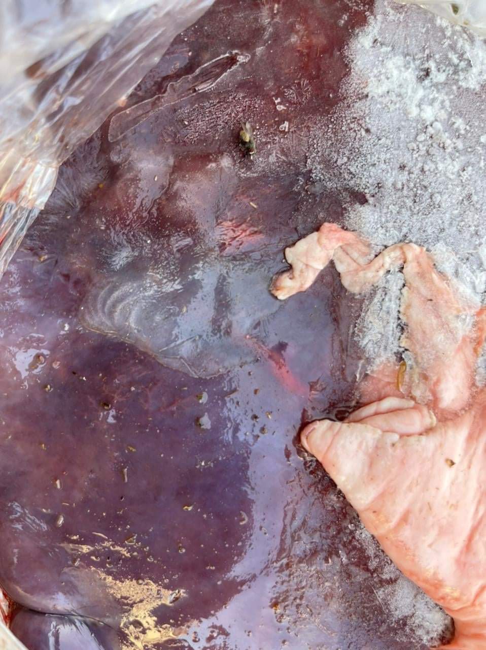 ضبط منتجات لحوم فاسدة في الفيوم