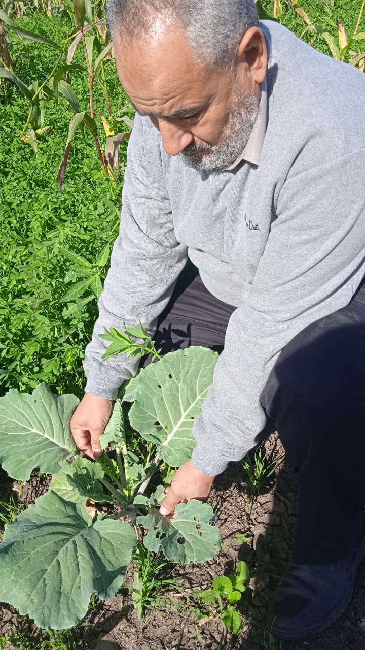 فحص الزراعات الشتوية