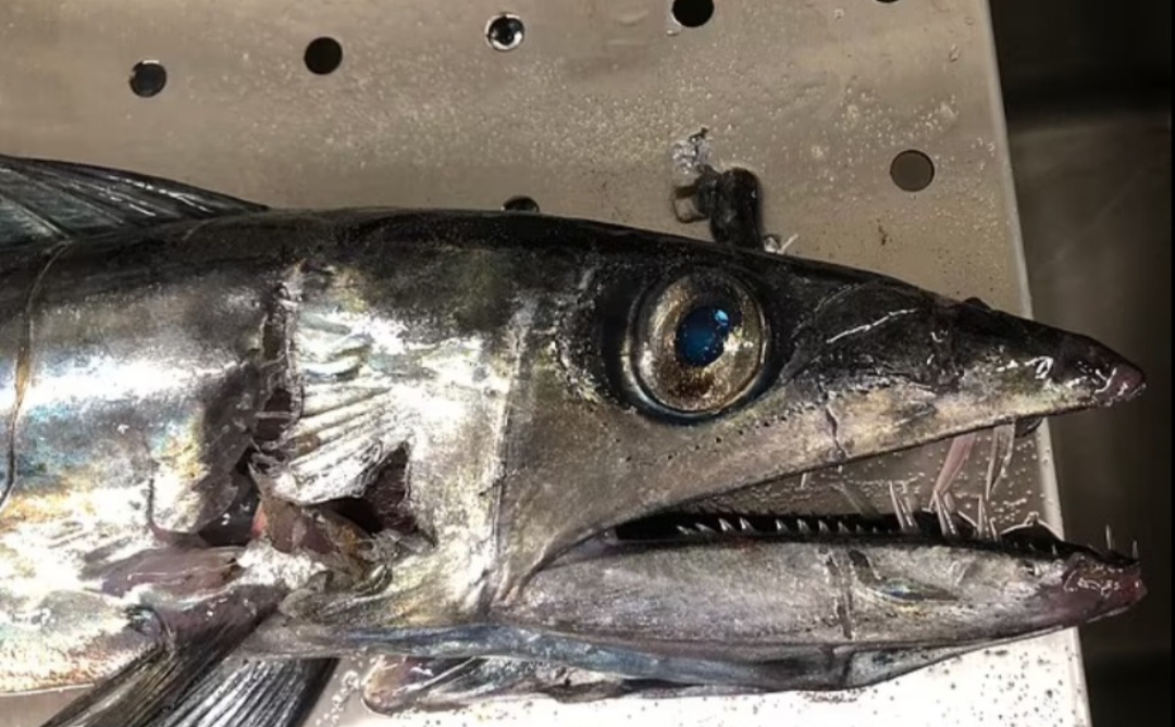 العثور على سمكة آكلة للحوم البشر في أمريكا | صور