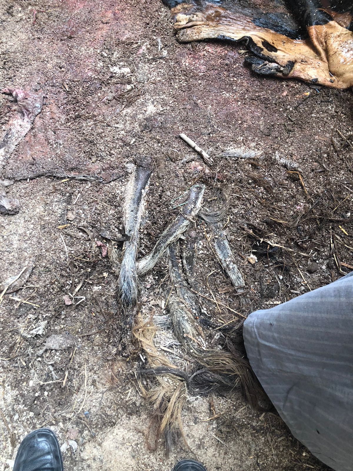 بقايا الحمير المذبوحة التي عثر عليها بالشرقية 03