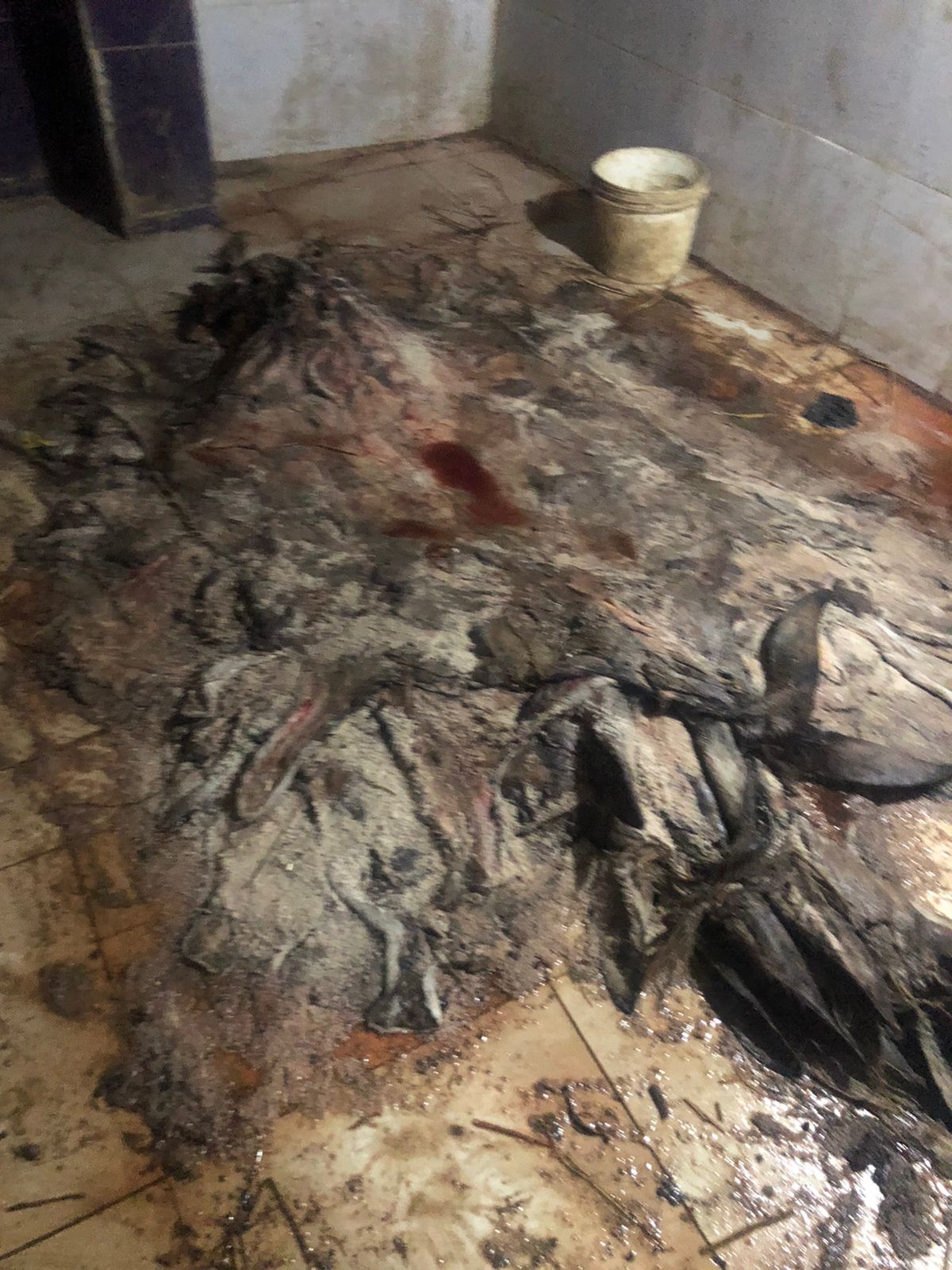 بقايا الحمير المذبوحة التي عثر عليها بالشرقية 04