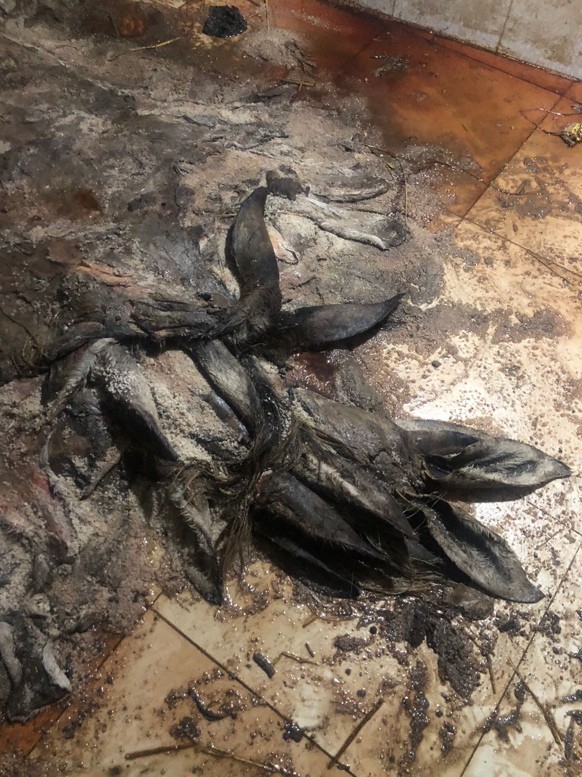 بقايا الحمير المذبوحة التي عثر عليها بالشرقية 05