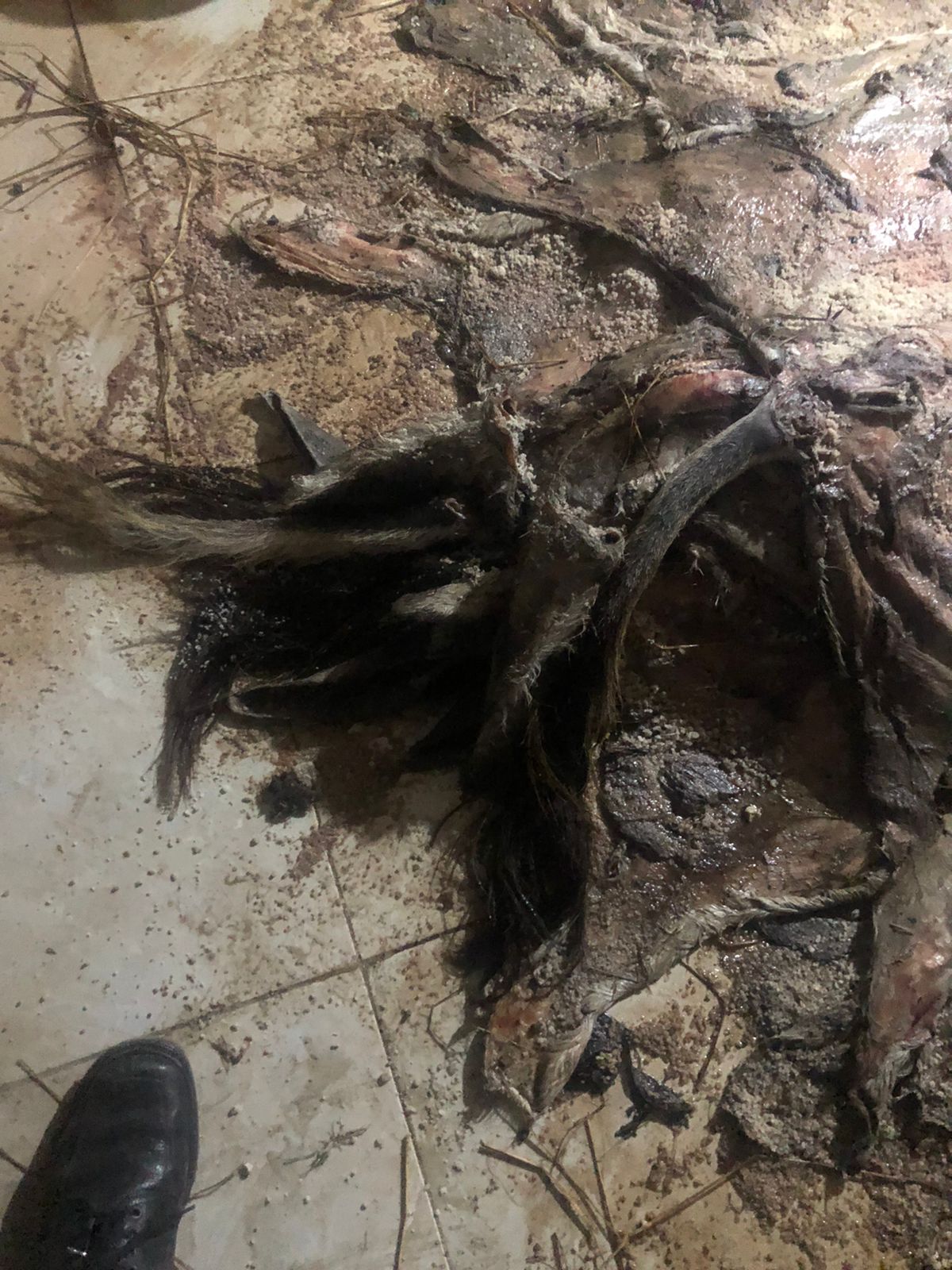 بقايا الحمير المذبوحة التي عثر عليها بالشرقية 06