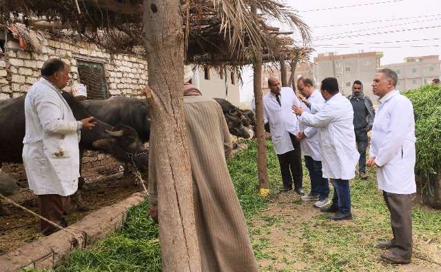 تحصين المواشي بالشرقية 04