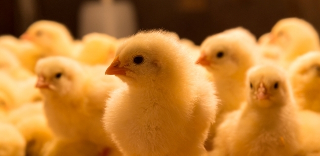 اسعار الكتاكيت اليوم