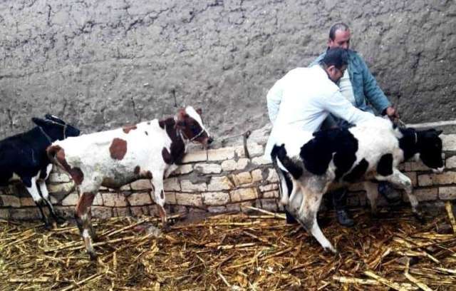 photo_٢٠٢١-١٢-١٩_٠٩-٢٤-٤٥ حصن