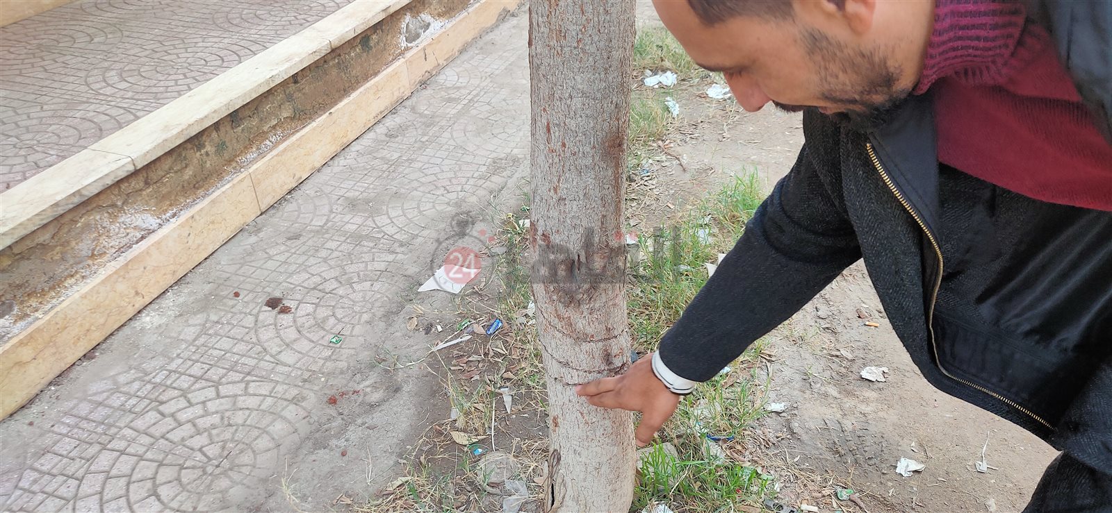 الشجرة القريبة من العمود وأثر السلك المعدني لا يزل فيها