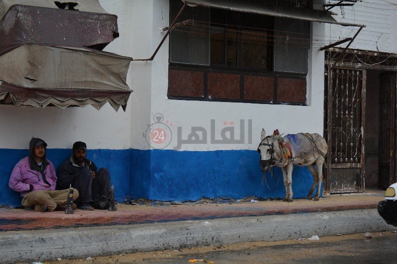دواب تحتمي من الأمطار 