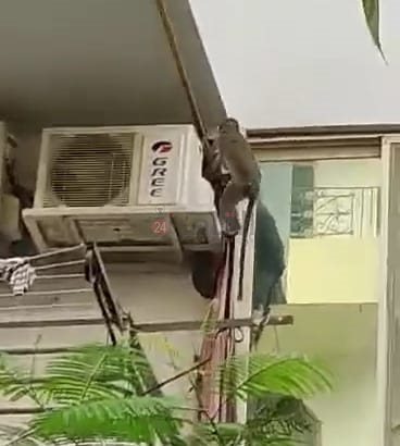 نسانيس تهاجم بلكونات منطقة الذهبية بـ الغردقة