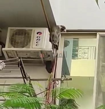 نسانيس تهاجم بلكونات منطقة الذهبية بـ الغردقة