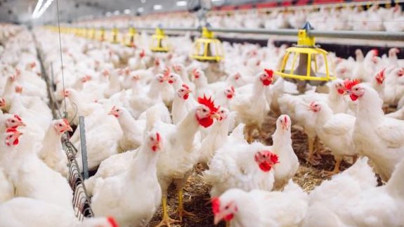 أسعار الفراخ البيضاء اليوم للمستهلك