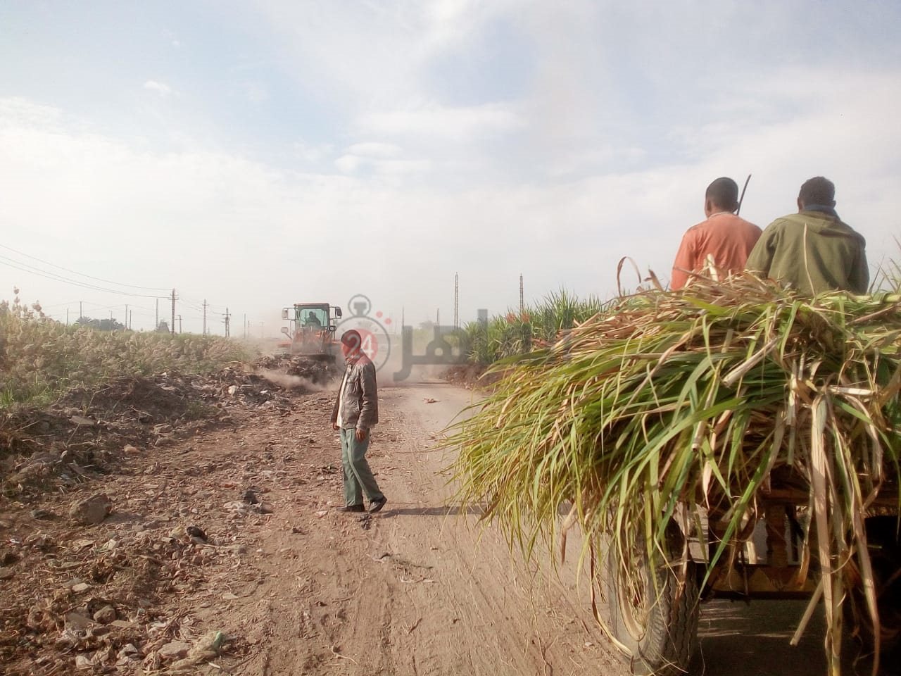 رفع الحيوانات النافقة بمنطقة قطار الديكوفيل بالأقصر