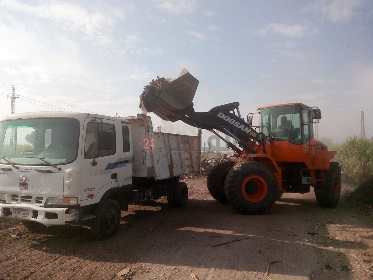 رفع الحيوانات النافقة بمنطقة قطار الديكوفيل بالأقصر