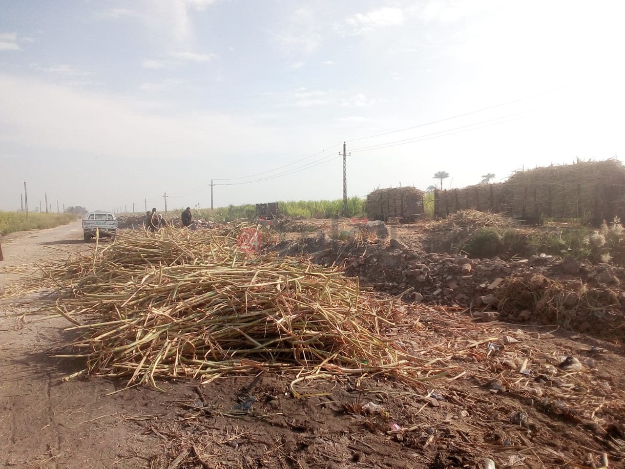 رفع الحيوانات النافقة بمنطقة قطار الديكوفيل بالأقصر 