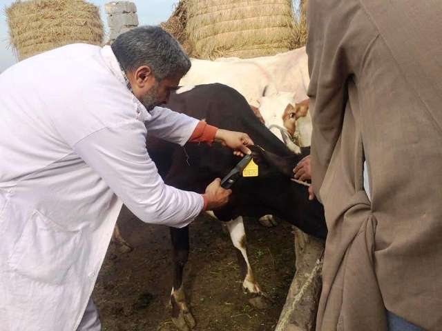 حملات لتحصين الماشية بالشرقية 02