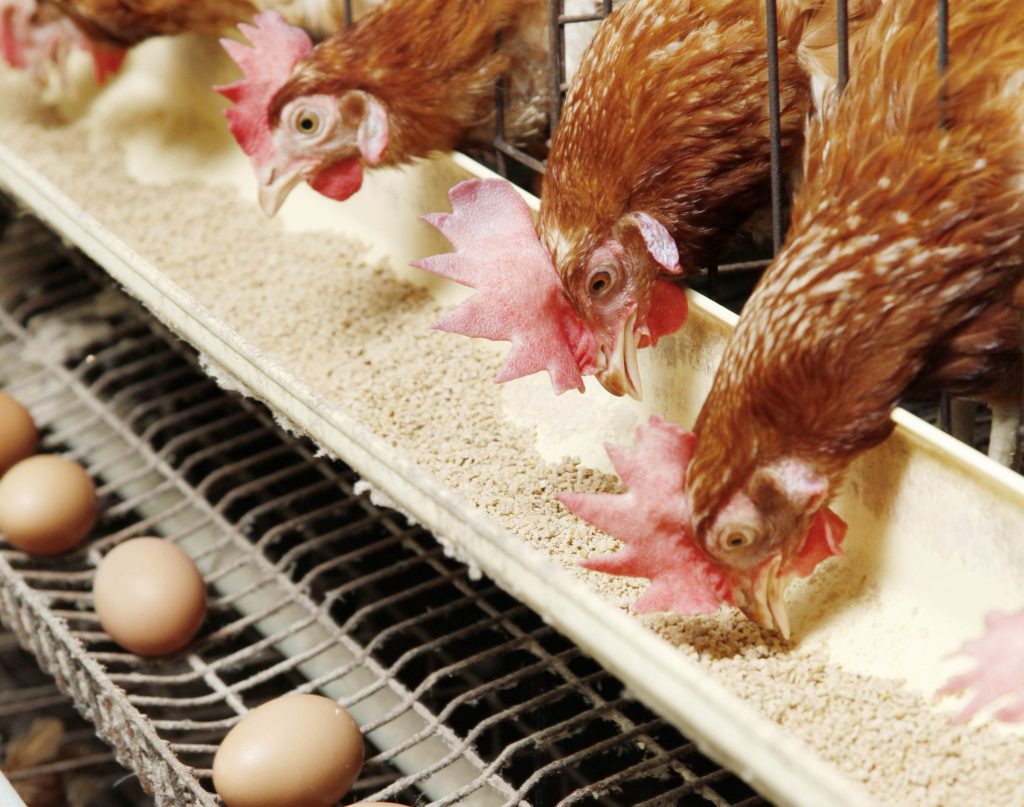 أسعار الفراخ البيضاء للمستهلك