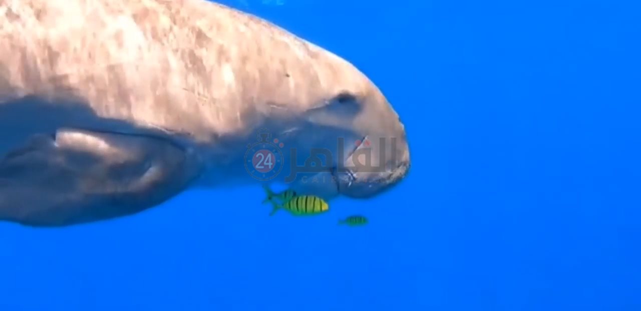 IMG_٢٠٢٢٠٢٠٨_٠٩٤٠٣٩٠٦