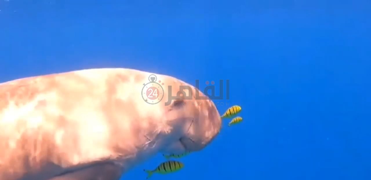 IMG_٢٠٢٢٠٢٠٨_٠٩٤٠٢٩٣٩