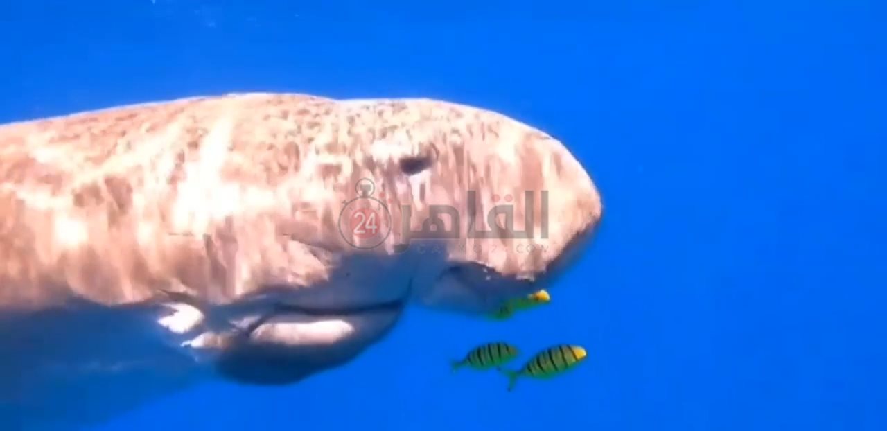 IMG_٢٠٢٢٠٢٠٨_٠٩٤٠٤٨٧٣