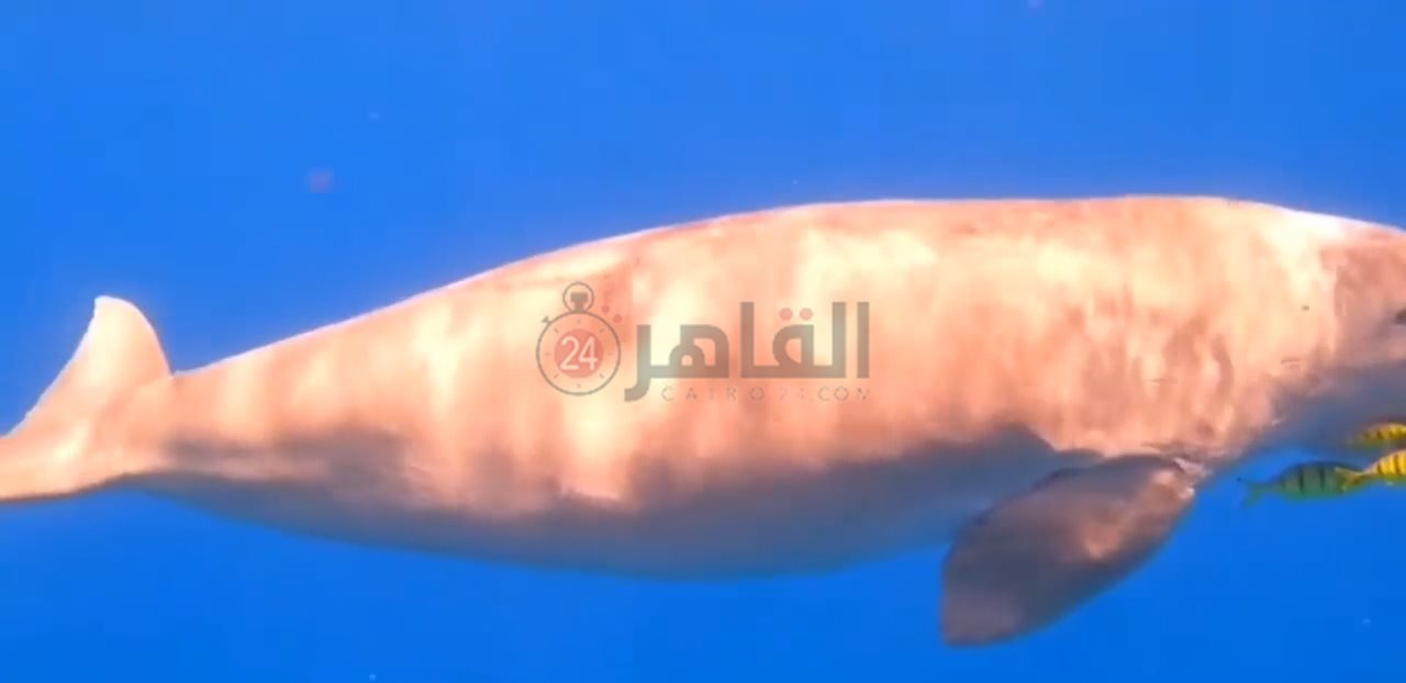 IMG_٢٠٢٢٠٢٠٨_٠٩٤١١٦٣٣