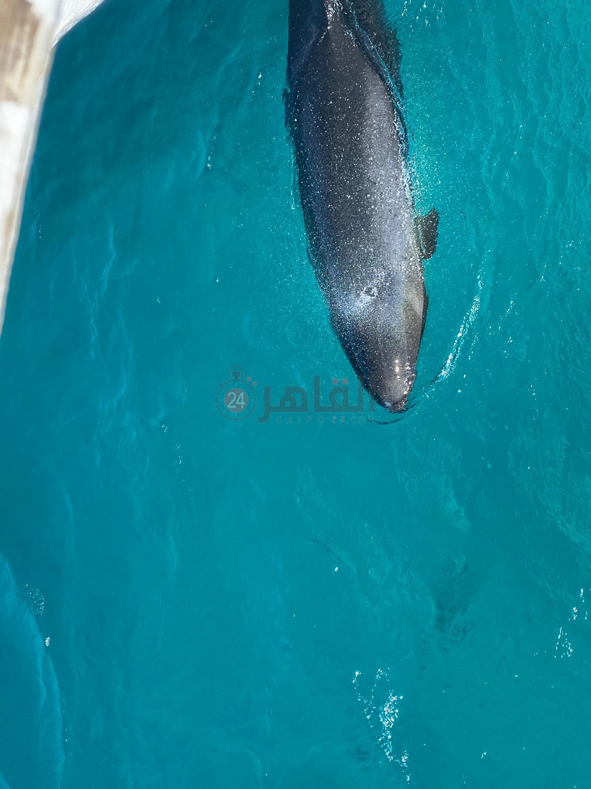 IMG-20220208-WA0016(1)