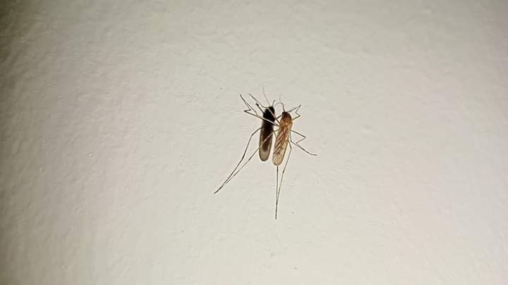 فوتوسيشن الناموسة 