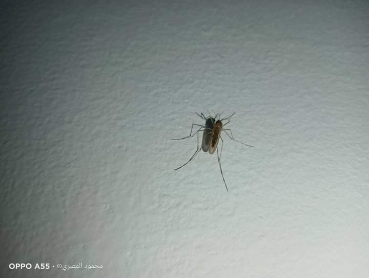 فوتوسيشن الناموسة 