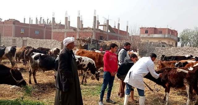 تحصين وترقيم المواشي بالشرقية 02