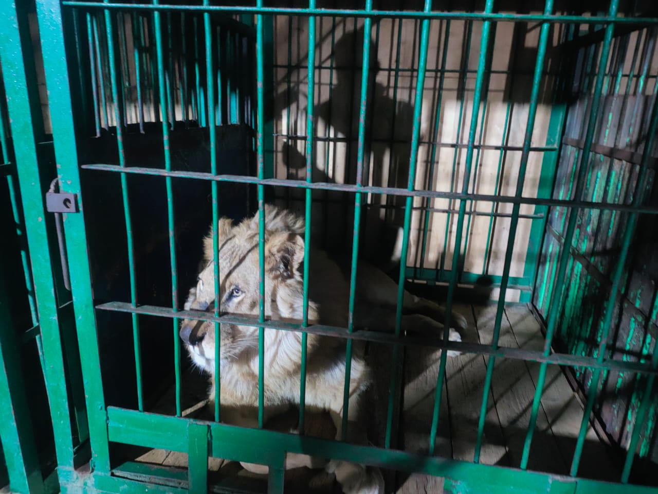 الأسد الروسي 