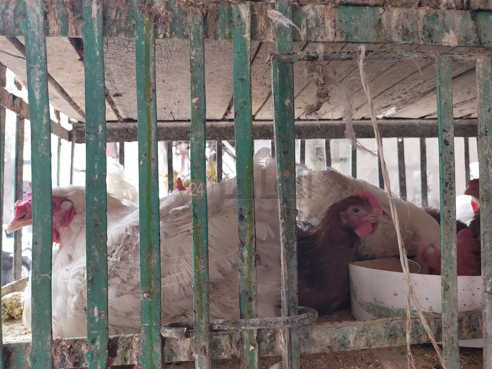 أسواق الفراخ في الفيوم