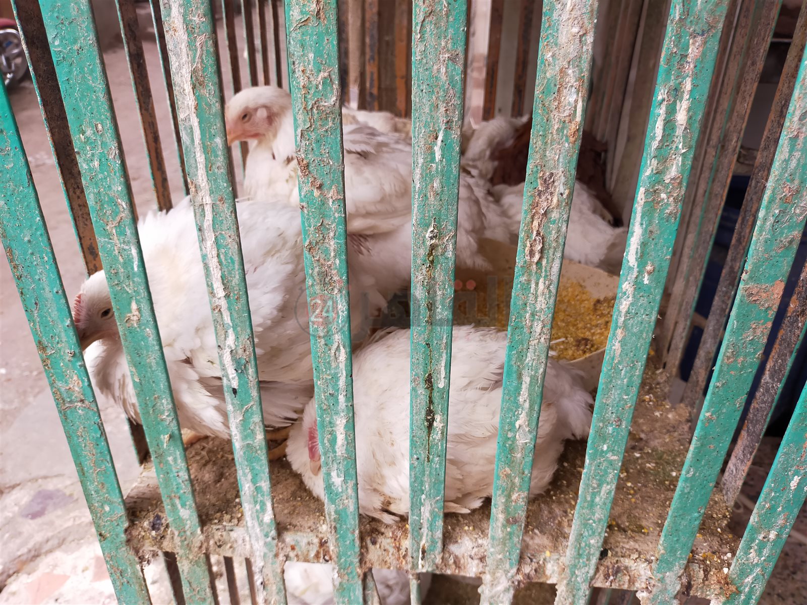 أسواق الفراخ في الفيوم