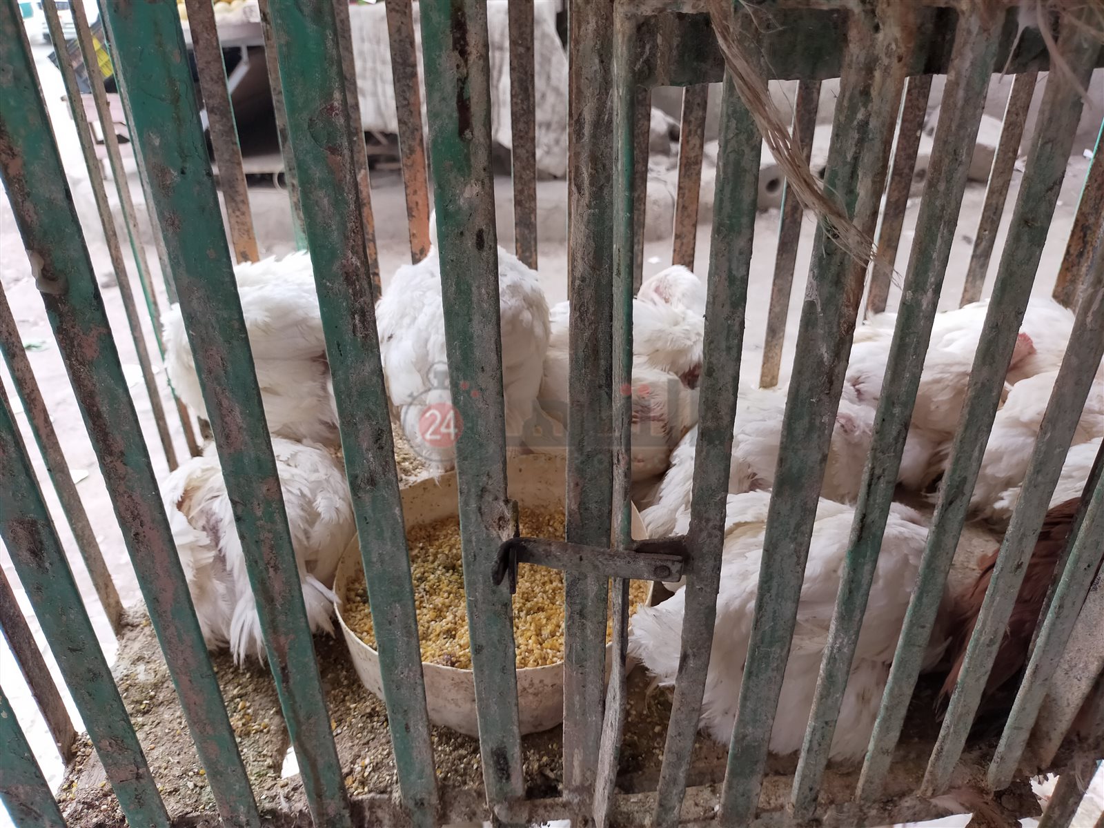 أسواق الفراخ في الفيوم