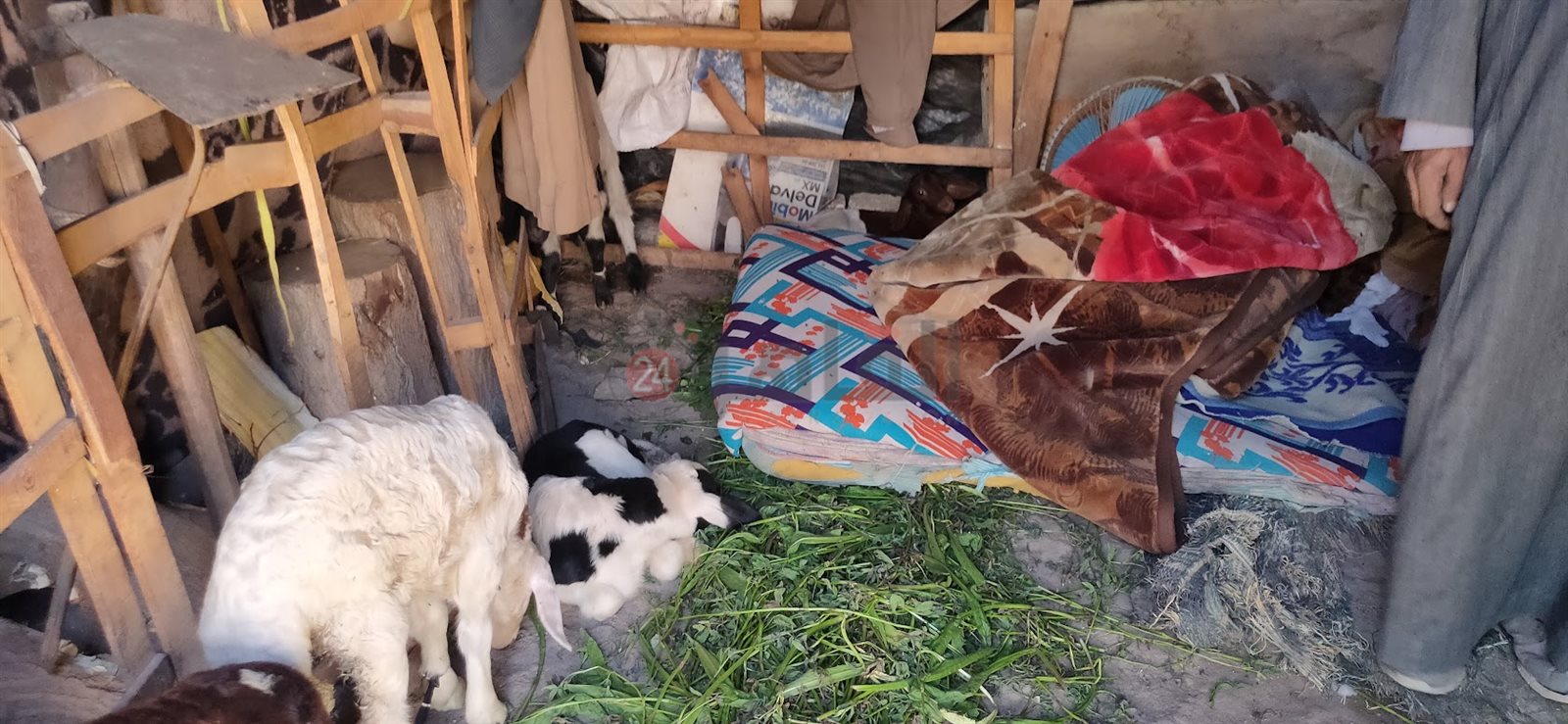 الكوخ والأغنام تشارك إبراهيم حياته ومعيشته 02