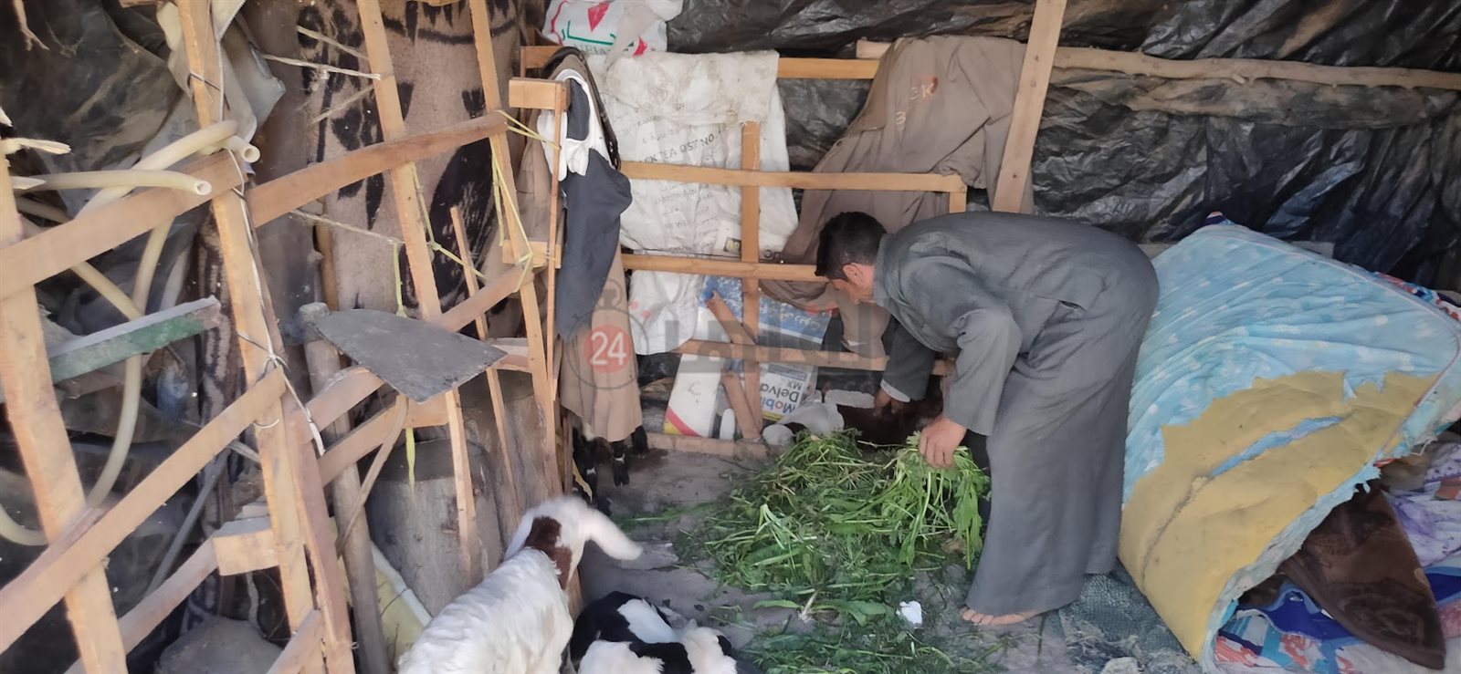 الكوخ والأغنام تشارك إبراهيم حياته ومعيشته 05