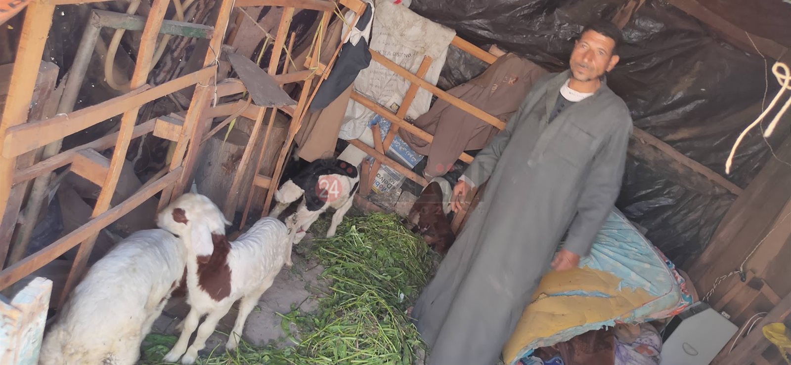 الكوخ والأغنام تشارك إبراهيم حياته ومعيشته 07