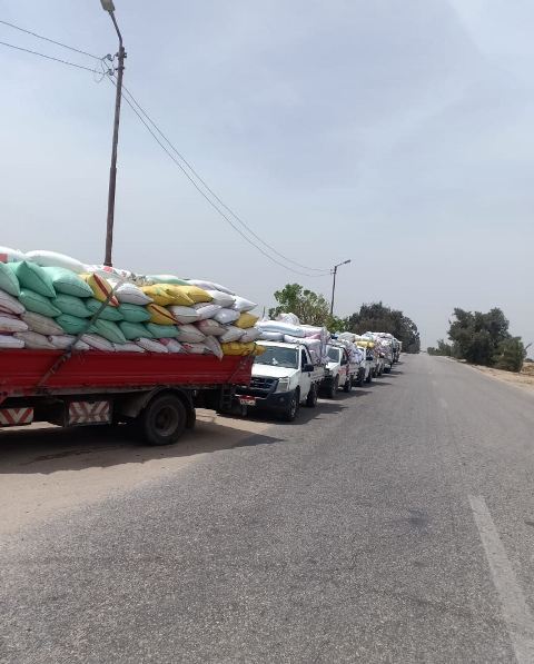 انتظام عملية تورد القمح في موسم حصاده بالشرقية 01