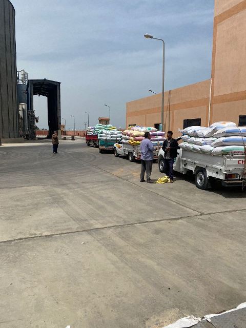 انتظام عملية تورد القمح في موسم حصاده بالشرقية 02