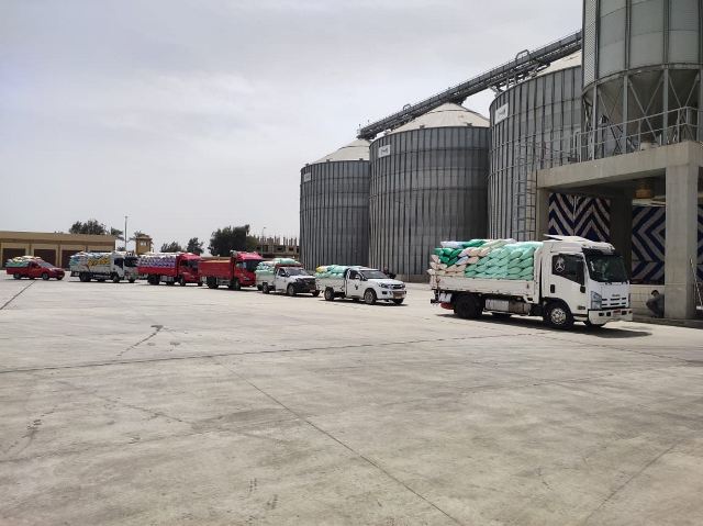 انتظام عملية تورد القمح في موسم حصاده بالشرقية 03