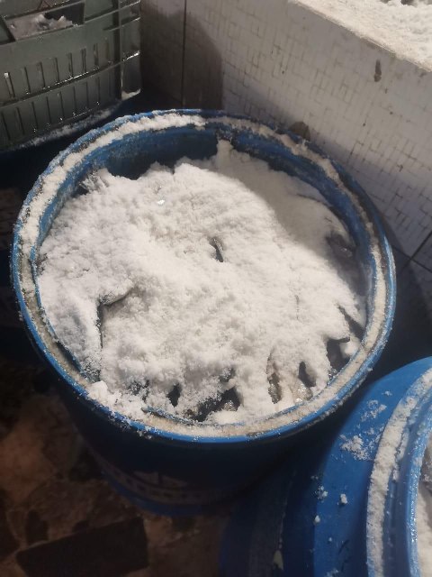 أسماك مملحة مُعدة للتصنيع