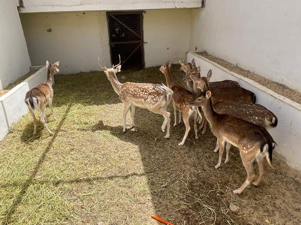 غزال إسباني