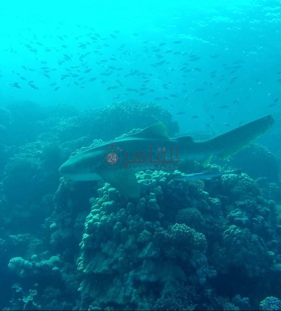 قرش أبيض الطرف بسفاجا