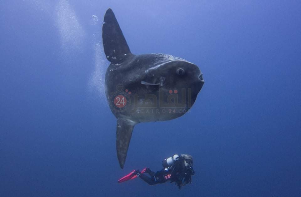 IMG_٢٠٢٢٠٥٠٥_١٠٥٦٢٠