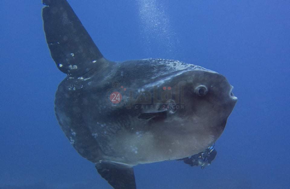 IMG_٢٠٢٢٠٥٠٥_١٠٥٥٤٥