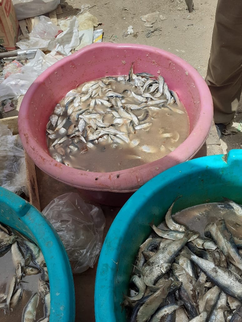 حملات على أسواق الأسماك بالشرقية