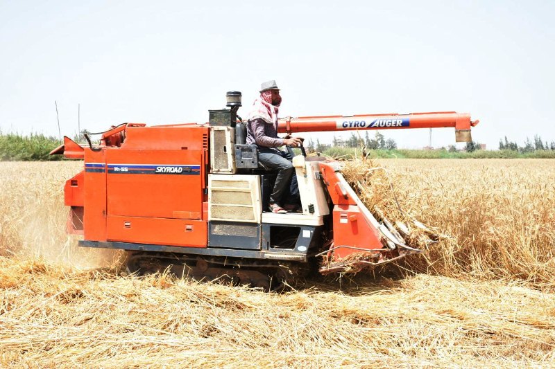 موسم حصاد القمح بالشرقية