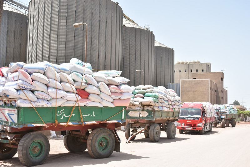 موسم حصاد القمح في الشرقية 01