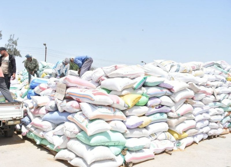 موسم حصاد القمح في الشرقية 02